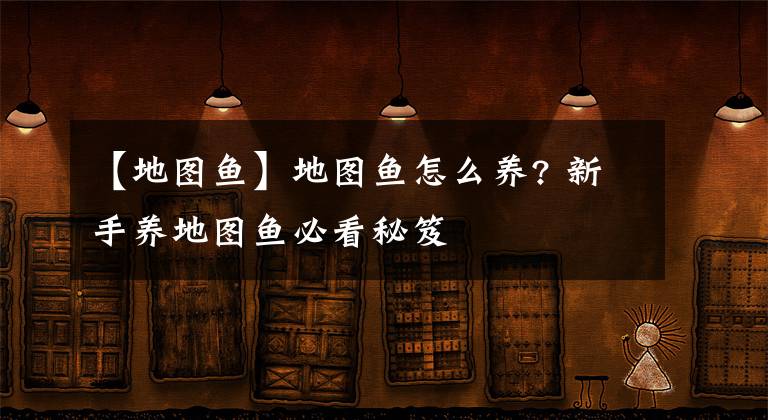 【地圖魚】地圖魚怎么養(yǎng)? 新手養(yǎng)地圖魚必看秘笈