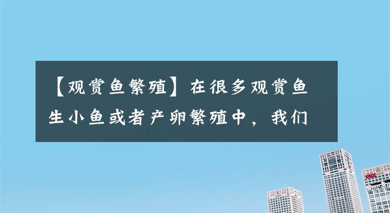 【觀賞魚繁殖】在很多觀賞魚生小魚或者產卵繁殖中，我們要學會有舍有得！