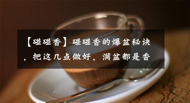 【碰碰香】碰碰香的爆盆秘訣，把這幾點(diǎn)做好，滿(mǎn)盆都是香