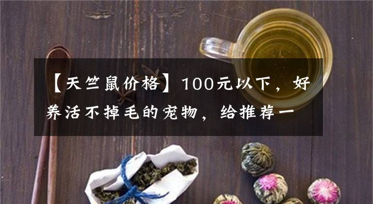 【天竺鼠價(jià)格】100元以下，好養(yǎng)活不掉毛的寵物，給推薦一下