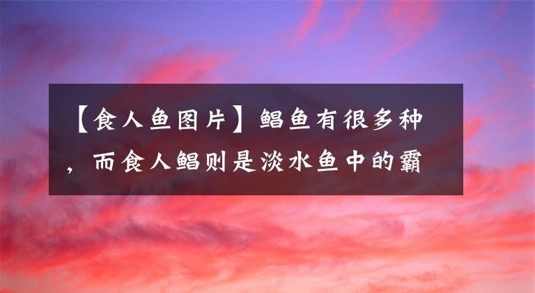 【食人魚圖片】鯧魚有很多種，而食人鯧則是淡水魚中的霸主