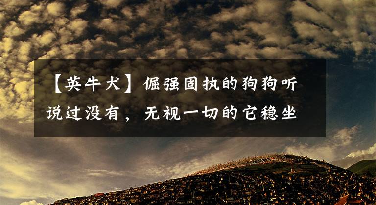 【英牛犬】倔強(qiáng)固執(zhí)的狗狗聽說過沒有，無視一切的它穩(wěn)坐第一