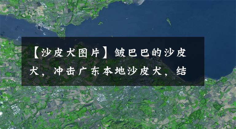 【沙皮犬圖片】皺巴巴的沙皮犬，沖擊廣東本地沙皮犬，結果兩種狗狗一起衰落