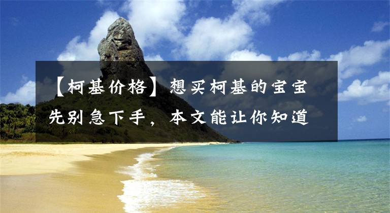 【柯基價格】想買柯基的寶寶先別急下手，本文能讓你知道柯基犬的正常報價