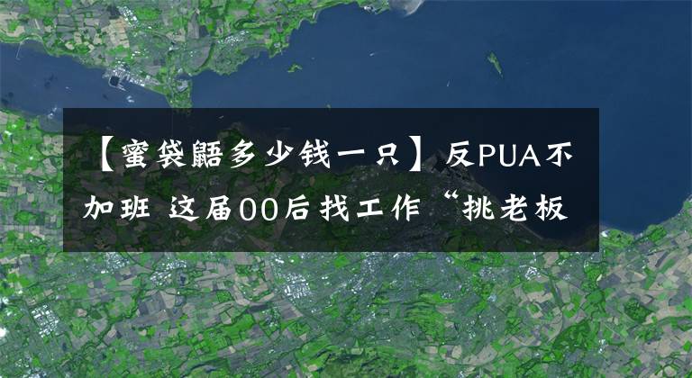 【蜜袋鼯多少錢一只】反PUA不加班 這屆00后找工作“挑老板”