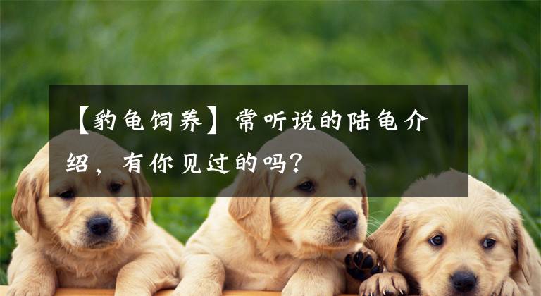 【豹龜飼養(yǎng)】常聽說的陸龜介紹，有你見過的嗎？