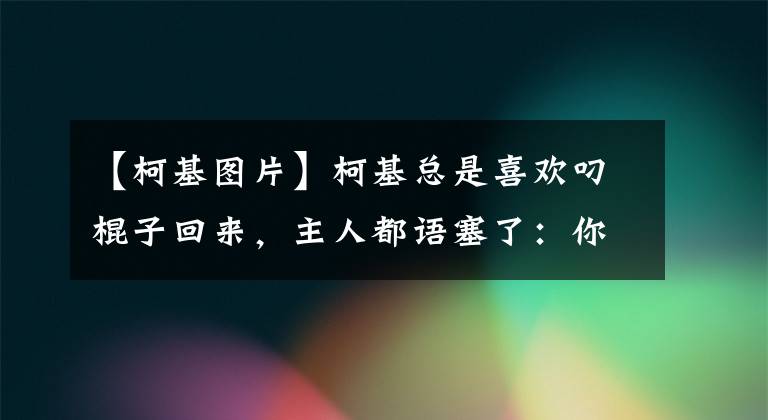 【柯基圖片】柯基總是喜歡叼棍子回來，主人都語塞了：你這是要干啥呀？