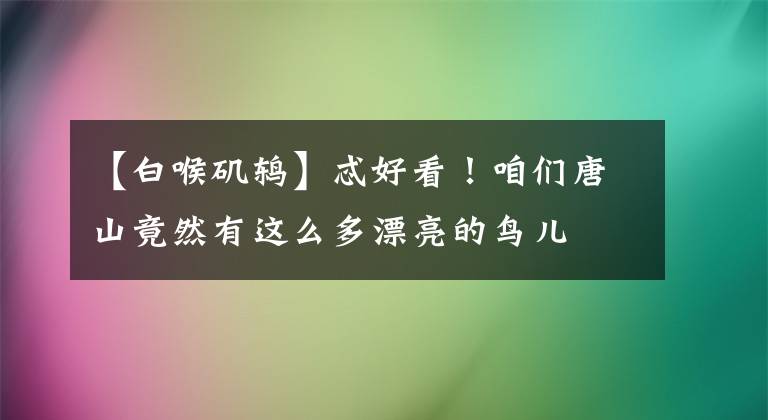 【白喉磯鶇】忒好看！咱們唐山竟然有這么多漂亮的鳥兒