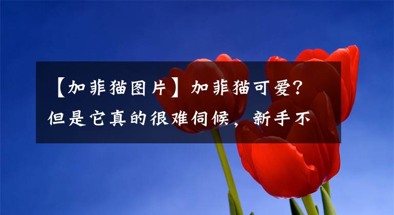 【加菲貓圖片】加菲貓可愛？但是它真的很難伺候，新手不建議養(yǎng)加菲