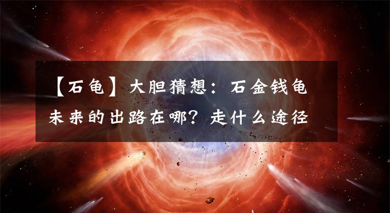 【石龜】大膽猜想：石金錢龜未來的出路在哪？走什么途徑才有回暖的可能？