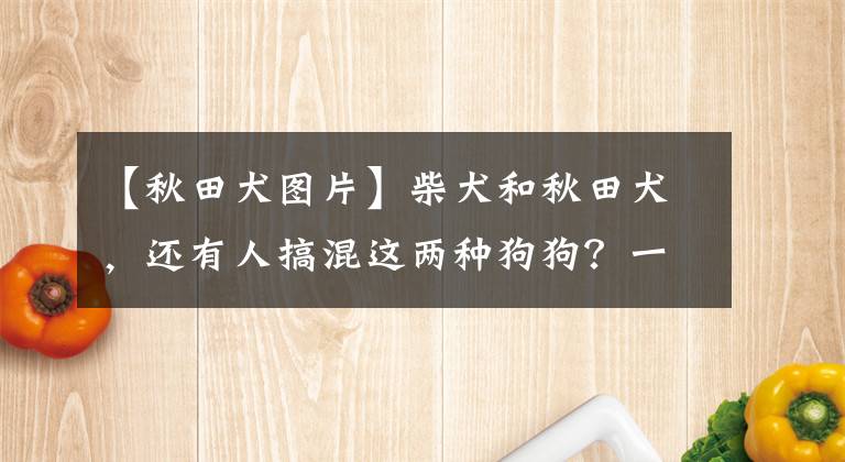 【秋田犬圖片】柴犬和秋田犬，還有人搞混這兩種狗狗？一文告訴你兩者的區(qū)別