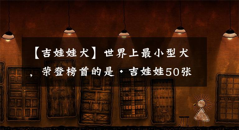 【吉娃娃犬】世界上最小型犬，榮登榜首的是?吉娃娃50張?喜歡黏人的小可愛