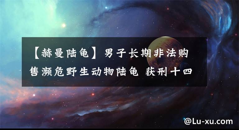 【赫曼陸龜】男子長期非法購售瀕危野生動物陸龜 獲刑十四年