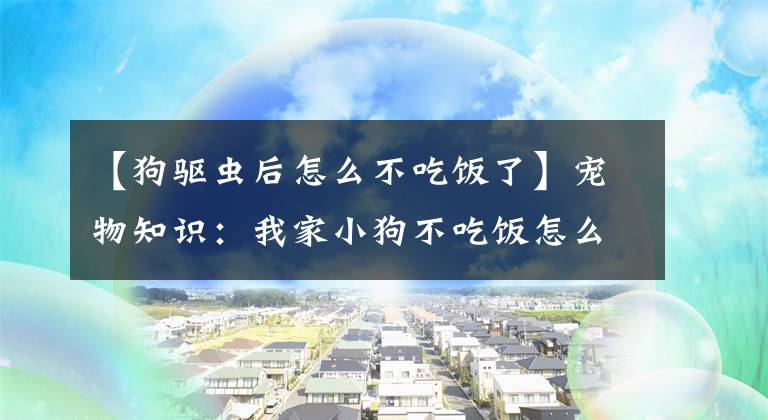 【狗驅(qū)蟲后怎么不吃飯了】寵物知識(shí)：我家小狗不吃飯?jiān)趺崔k？