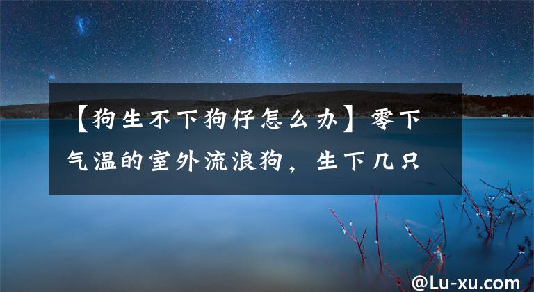 【狗生不下狗仔怎么辦】零下氣溫的室外流浪狗，生下幾只狗仔隊(duì)的人及時(shí)提供了幫助