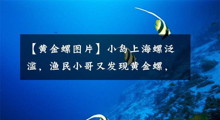 【黃金螺圖片】小島上海螺泛濫，漁民小哥又發(fā)現(xiàn)黃金螺，難道是10塊錢帶來(lái)的好運(yùn)