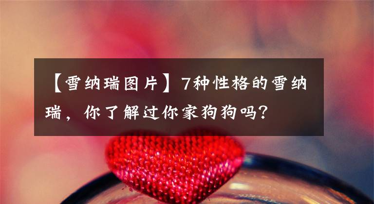 【雪納瑞圖片】7種性格的雪納瑞，你了解過你家狗狗嗎？