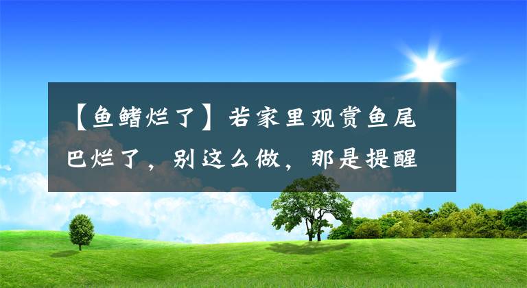 【魚鰭爛了】若家里觀賞魚尾巴爛了，別這么做，那是提醒你魚缸水質(zhì)不行