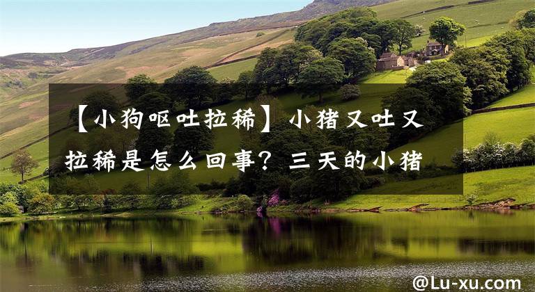 【小狗嘔吐拉稀】小豬又吐又拉稀是怎么回事？三天的小豬拉稀吐怎么回事？注意這些