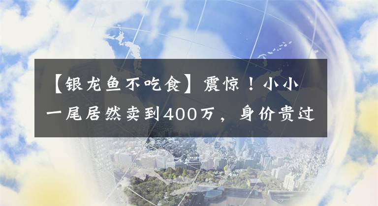 【銀龍魚不吃食】震驚！小小一尾居然賣到400萬，身價貴過黃金，是有何特殊之處？