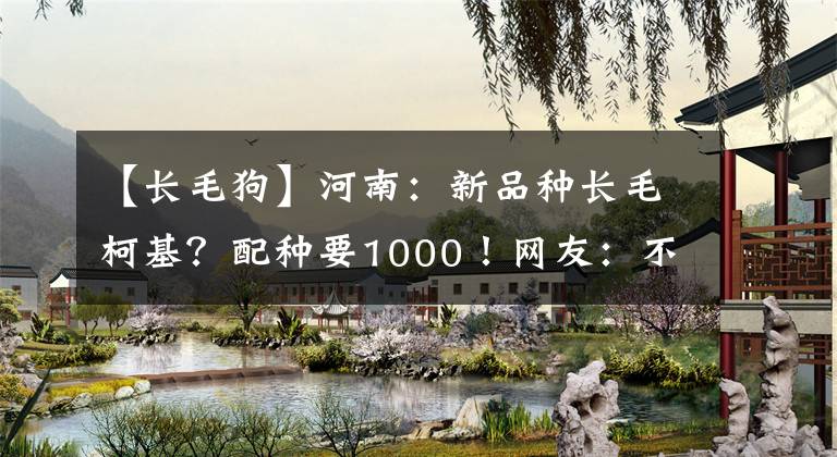 【長毛狗】河南：新品種長毛柯基？配種要1000！網(wǎng)友：不是新品種，有點(diǎn)貴