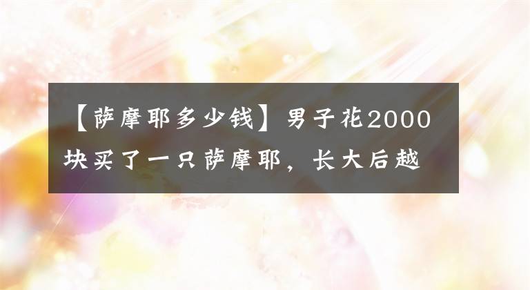 【薩摩耶多少錢】男子花2000塊買了一只薩摩耶，長(zhǎng)大后越看越不對(duì)