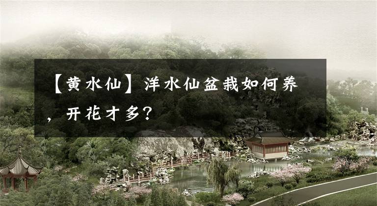 【黃水仙】洋水仙盆栽如何養(yǎng)，開花才多？