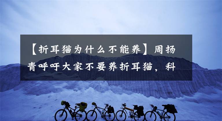 【折耳貓為什么不能養(yǎng)】周揚(yáng)青呼吁大家不要養(yǎng)折耳貓，科普折耳貓基因缺陷讓人好心疼