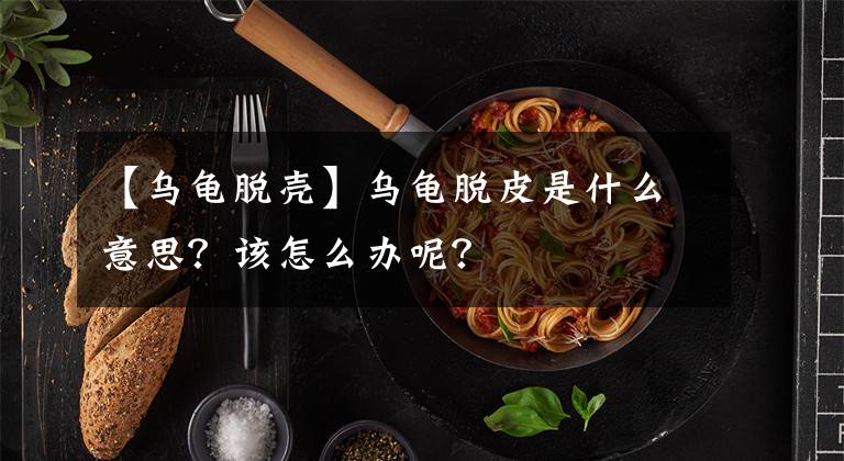 【烏龜脫殼】烏龜脫皮是什么意思？該怎么辦呢？