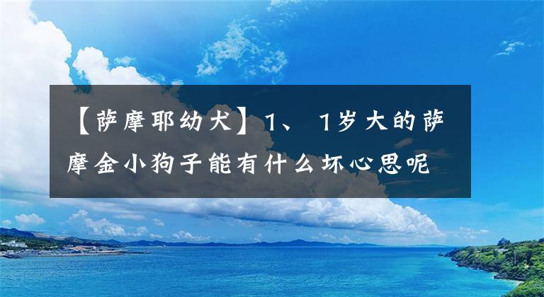 【薩摩耶幼犬】1、 1歲大的薩摩金小狗子能有什么壞心思呢？暗戳戳地欺負(fù)貓罷了