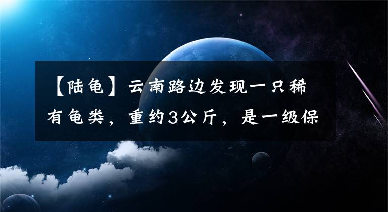 【陸龜】云南路邊發(fā)現(xiàn)一只稀有龜類，重約3公斤，是一級(jí)保護(hù)動(dòng)物緬甸陸龜