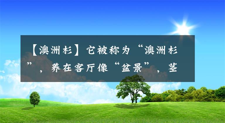 【澳洲杉】它被稱為“澳洲杉”，養(yǎng)在客廳像“盆景”，莖干彎曲，比松柏漂亮