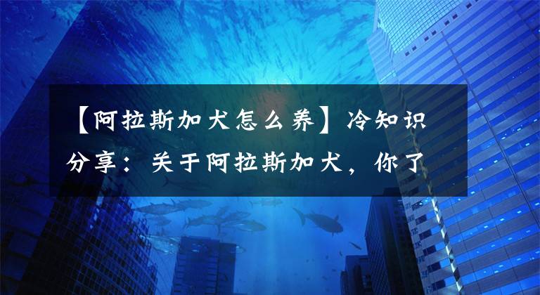 【阿拉斯加犬怎么養(yǎng)】冷知識分享：關(guān)于阿拉斯加犬，你了解多少？