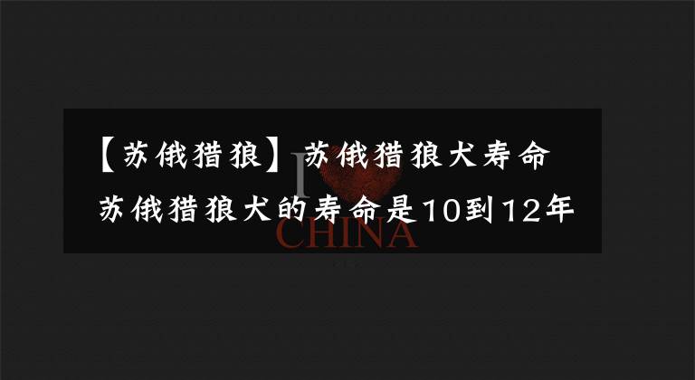 【蘇俄獵狼】蘇俄獵狼犬壽命 蘇俄獵狼犬的壽命是10到12年