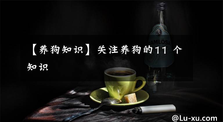 【養(yǎng)狗知識(shí)】關(guān)注養(yǎng)狗的11 個(gè)知識(shí)