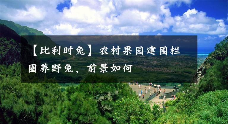 【比利時兔】農(nóng)村果園建圍欄圈養(yǎng)野兔，前景如何