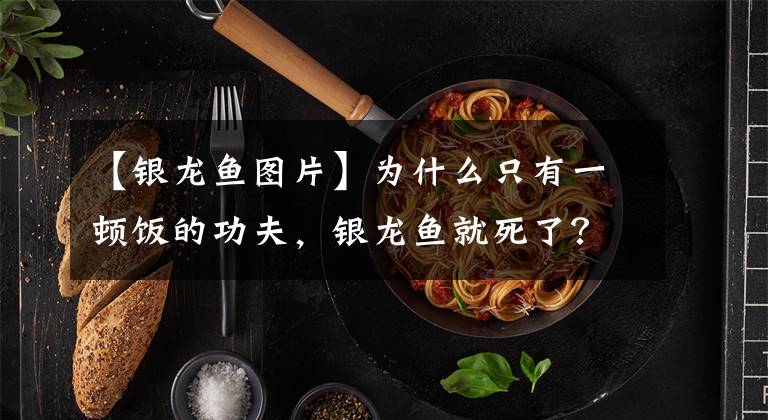 【銀龍魚圖片】為什么只有一頓飯的功夫，銀龍魚就死了？在下列問題上我們要謹慎