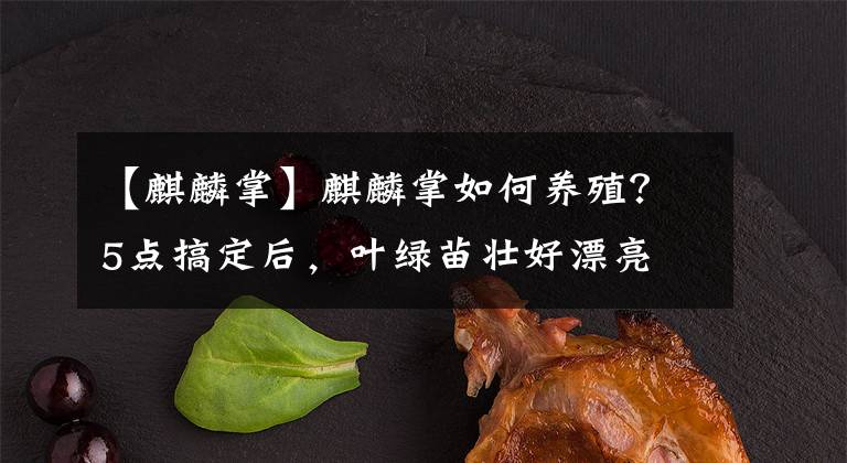 【麒麟掌】麒麟掌如何養(yǎng)殖？5點(diǎn)搞定后，葉綠苗壯好漂亮