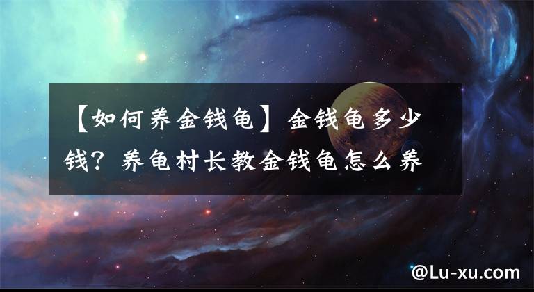 【如何養(yǎng)金錢龜】金錢龜多少錢？養(yǎng)龜村長(zhǎng)教金錢龜怎么養(yǎng)殖的