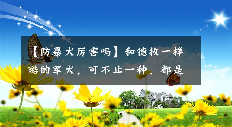 【防暴犬厲害嗎】和德牧一樣酷的軍犬，可不止一種，都是狗界“靚仔”！