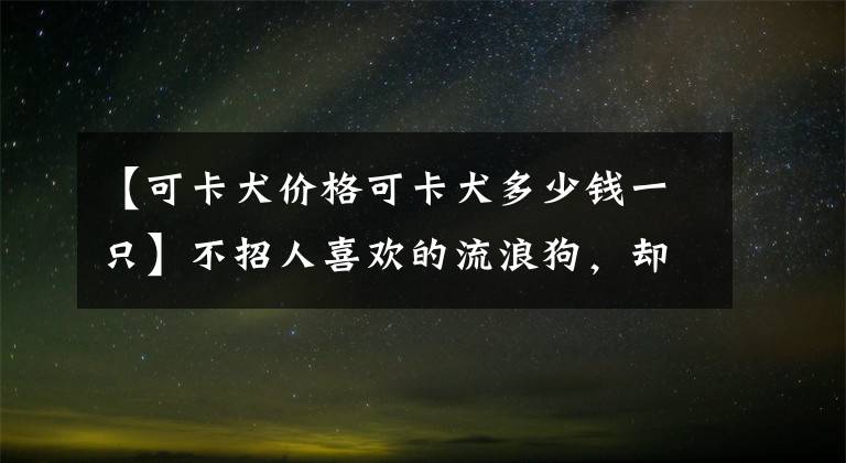 【可卡犬價(jià)格可卡犬多少錢一只】不招人喜歡的流浪狗，卻成功考入英國消防隊(duì)，準(zhǔn)備要立大功啦