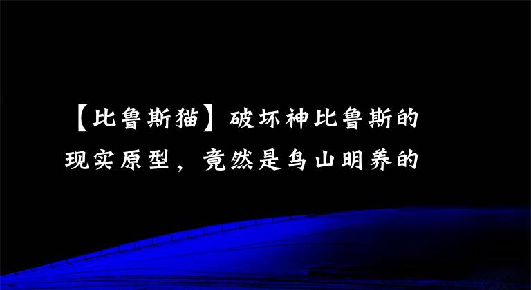 【比魯斯貓】破壞神比魯斯的現(xiàn)實(shí)原型，竟然是鳥山明養(yǎng)的一只貓