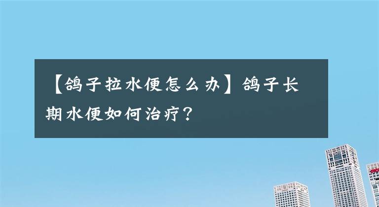 【鴿子拉水便怎么辦】鴿子長期水便如何治療？