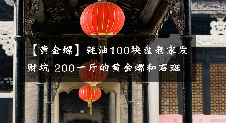 【黃金螺】耗油100塊盤老家發(fā)財(cái)坑 200一斤的黃金螺和石斑魚抓爆桶 賺了十倍