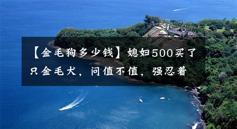 【金毛狗多少錢】媳婦500買了只金毛犬，問值不值，強(qiáng)忍著眼淚說，值！太值了！