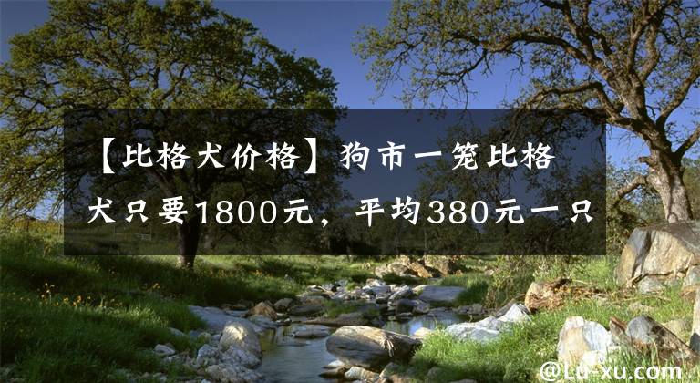 【比格犬價格】狗市一籠比格犬只要1800元，平均380元一只卻無人問津！