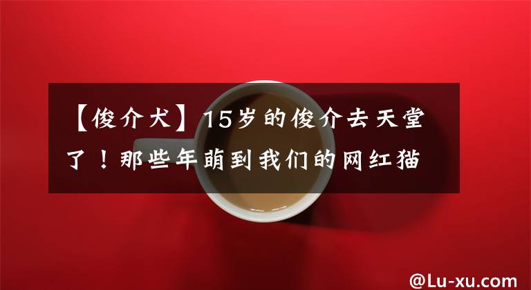 【俊介犬】15歲的俊介去天堂了！那些年萌到我們的網紅貓狗你都認識嗎？