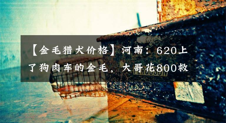 【金毛獵犬價格】河南：620上了狗肉車的金毛，大哥花800救下，狗販：這狗中彩票了