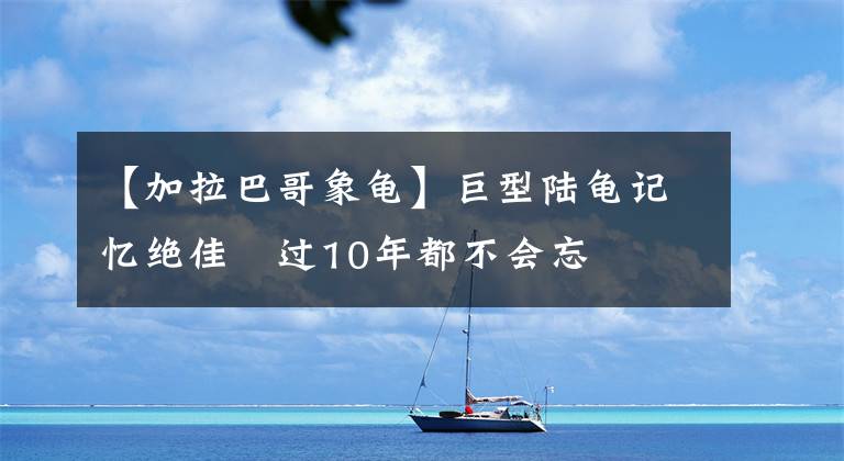 【加拉巴哥象龜】巨型陸龜記憶絕佳　過10年都不會忘