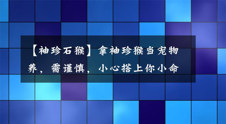 【袖珍石猴】拿袖珍猴當(dāng)寵物養(yǎng)，需謹(jǐn)慎，小心搭上你小命哦